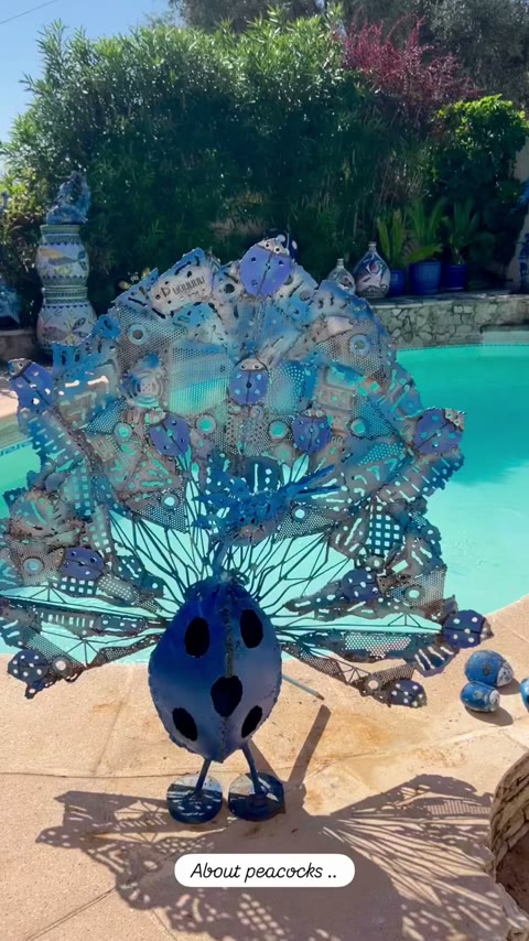 🦚 🩵